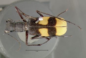 Media type: image;   Entomology 23593 Aspect: habitus dorsal view